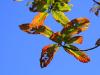 holes in leafs